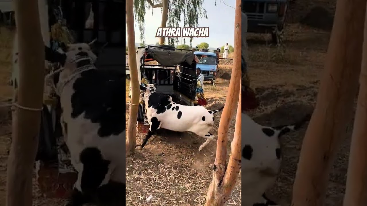 Athra Wacha | Fateh Jangi Bull 