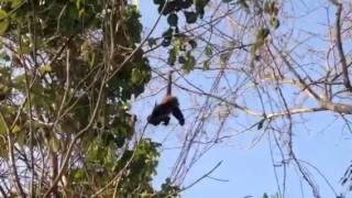 FERNANDO THE MONKEY @ CAMP AKUMAL