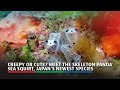 Creepy or cute? Meet the skeleton panda sea squirt, Japan&#39;s newest species | ABS-CBN News