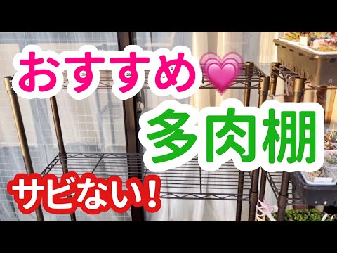 多肉植物】おすすめ多肉棚【ワイヤーラック】 - YouTube