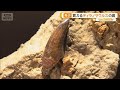 希少な化石が買える店 ティラノサウルスの歯 6千万年前の樹液も
