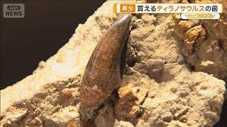 新宿に「買える化石博物館」登場 ティラノサウルスやアンモナイト…本物