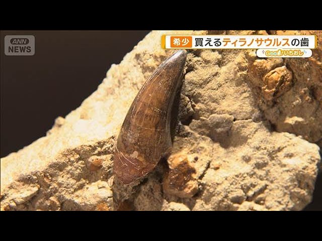 希少な化石が買える店 ティラノサウルスの歯 6千万年前の樹液も