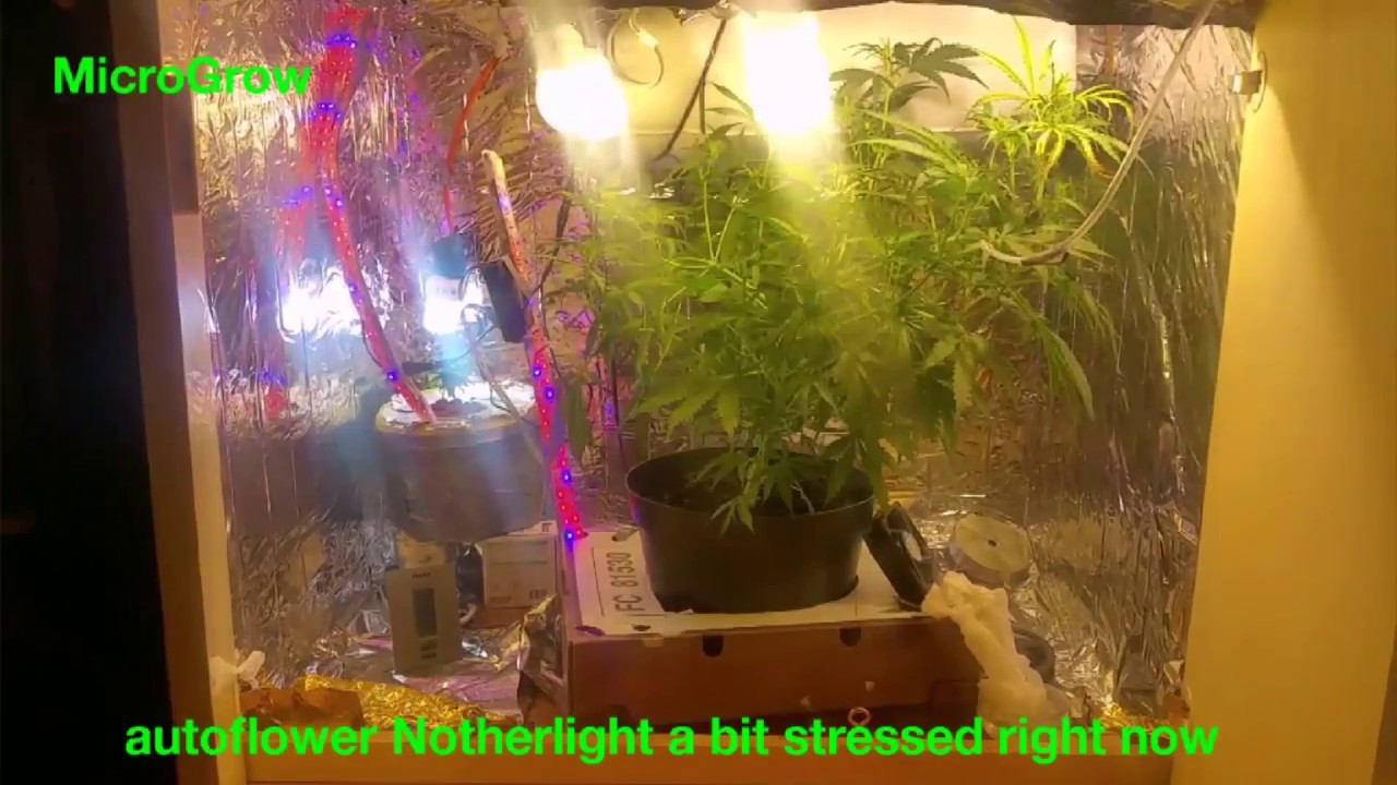 DIY video Closet Stealth Grow box LED CFL CMD Micro Grow 3