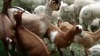 LAS CHOTAS PAYOYAS CON SU MADRE AL PASO DEL RÍO CAÑAMARES