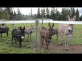 Mini Donkeys Talking About Donkey Stuff