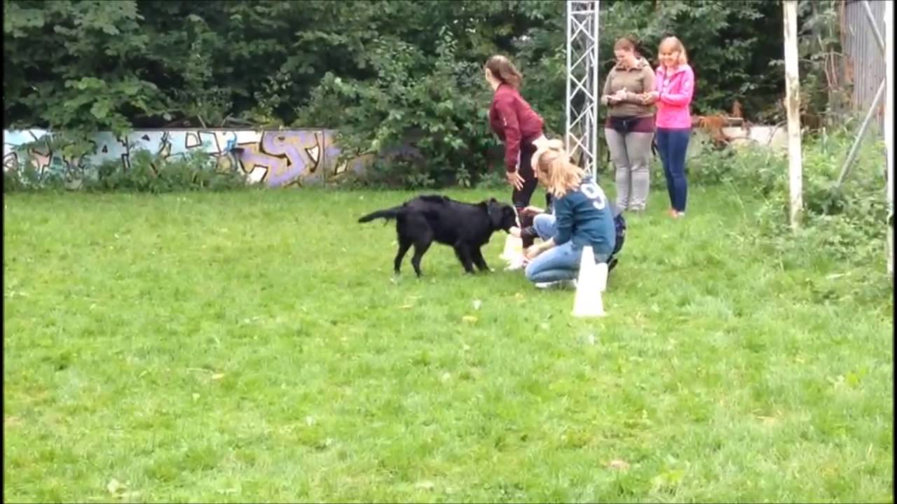 Bezoek Wellant College aan DogStars Hondenschool