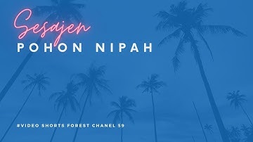 Pohon Nipah (Nypa fruticans) #shorts #hutandankehutanan #SESAJENSesiMengenalJenis