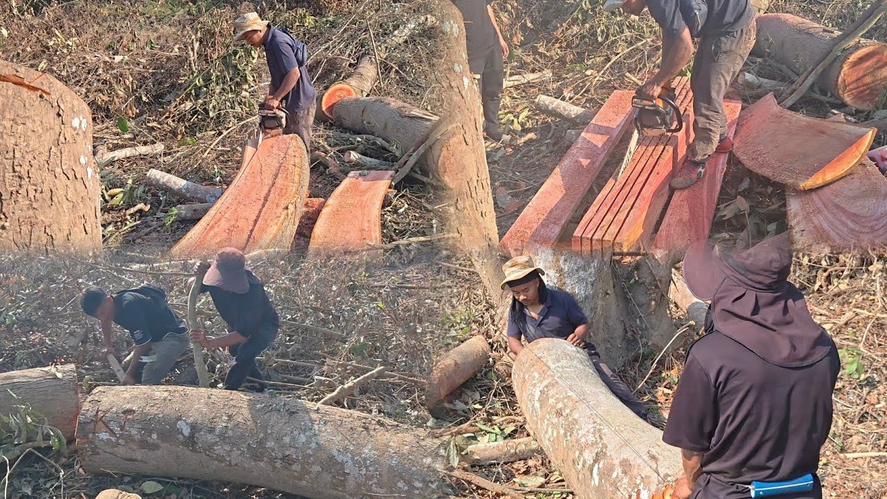 A Day in the Woods: Chainsaw Edition