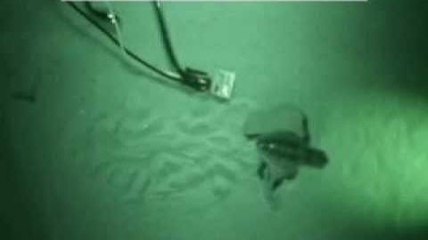 Loggerhead Sea Turtle Hatchling Locomotion