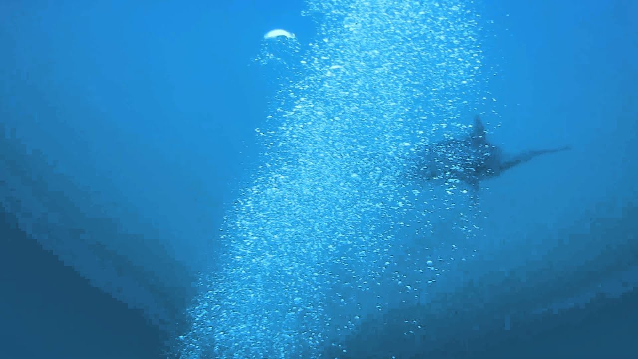 Marlin bill fish on the GBR. YouTube