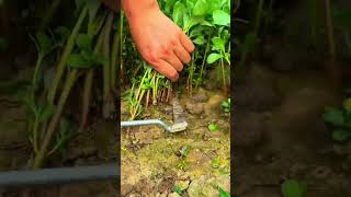 harvesting fresh green water spinach sprouts using a small hand sickle tool on a farm
