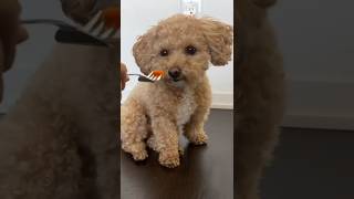 Yorkipoo Learns to Eat Carrots with a Fork #DogTraining #Shorts