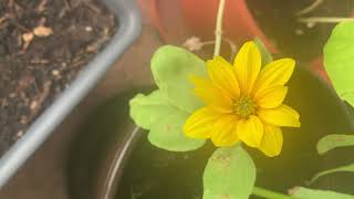 How To Water A Sunflower Plant Water For Sunflowers