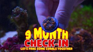 Let's Frag It Up! | 9 Month Tank Check In | 62g Saltwater Reef Tank | Aiptasia Solutions & Frags 101