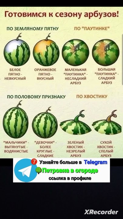 Как правильно выбрать арбуз - YouTube