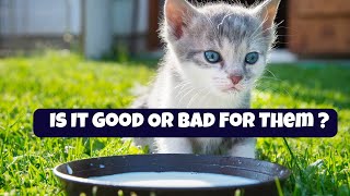 The Great Cat Milk Debate Is It Good Or Bad For Them? Should Cats Drink Milk?