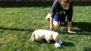 "Ariel" 6 week old FEMALE yellow lab puppy Temperament Testing - High Desert Labradors