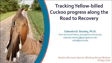 Tracking Yellow-billed Cuckoo (Coccyzus americanus) progress along the Road to Recovery