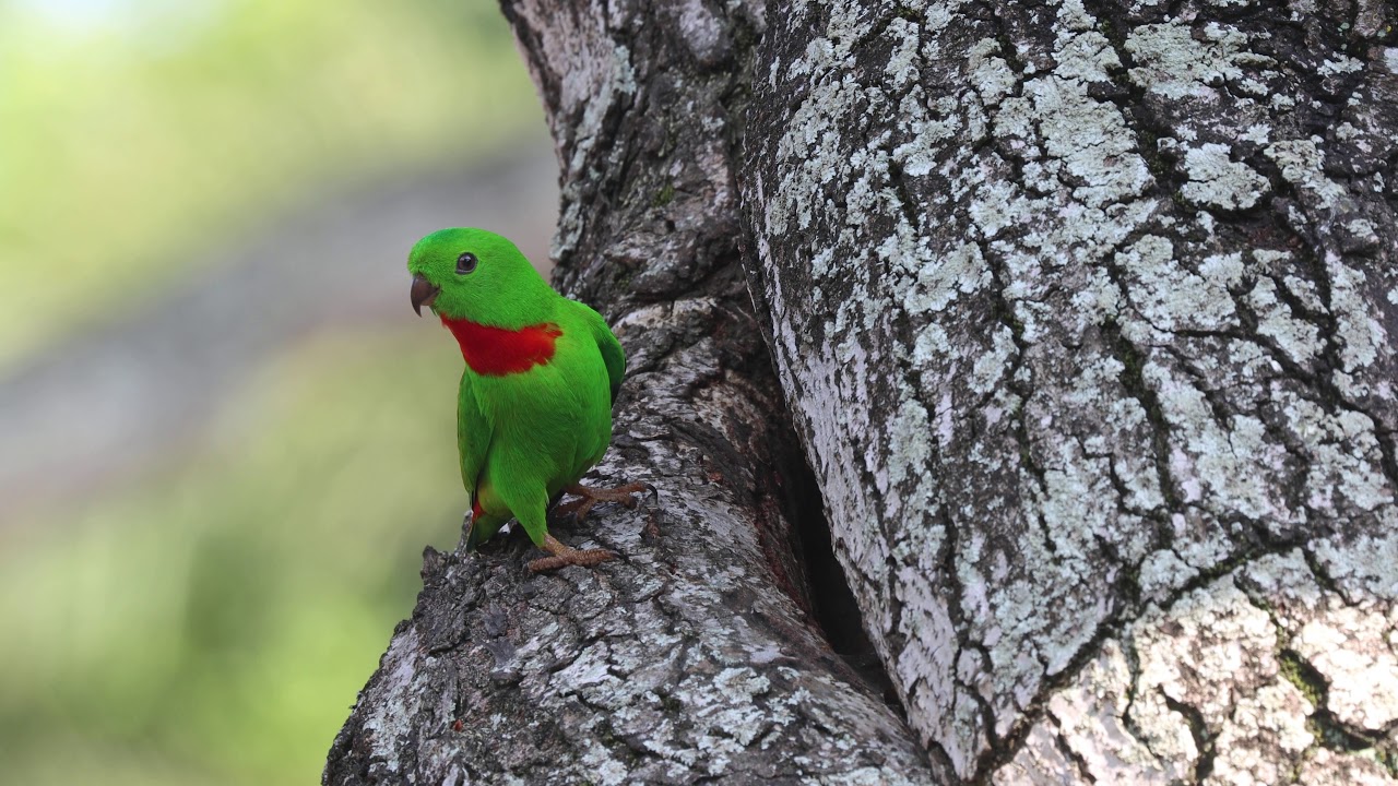 Blue-Crowned Hanging Parrot (Loriculus galgulus) - Male @ Whampoa Market