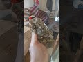 Full stone bird