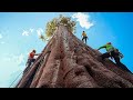 Lâ€™Albero piÃ¹ Grande della Terra Ã¨ piÃ¹ Grande di quanto le Parole possano Descrivere