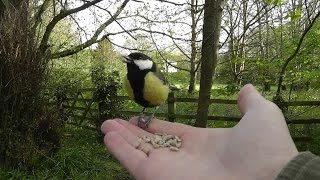 Burung Tit Besar Kecil Makan dari Tanganku - Memberi Makan Burung dengan Tangan
