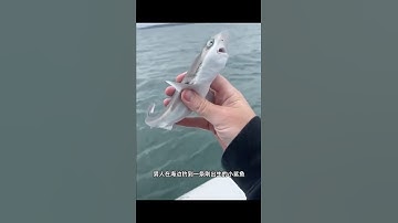 Kỳ Tích Giữa Biển: Cá Mập Quay Lại Cảm Ơn Người Đã Cứu Mình