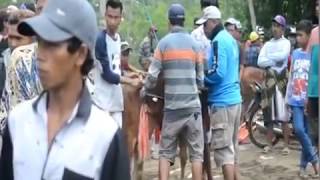 Kerapan sapi diranubedali - lumajang Sampai final