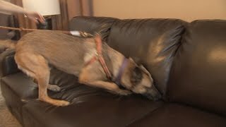 Sniff sniff away: Meet two dogs with a nose for bed bugs