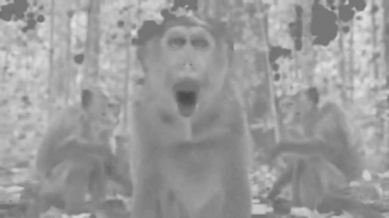 Night Vision Caught Angry Monkeys Playing Chess in the Jungle! (Scary Hidden Camera)