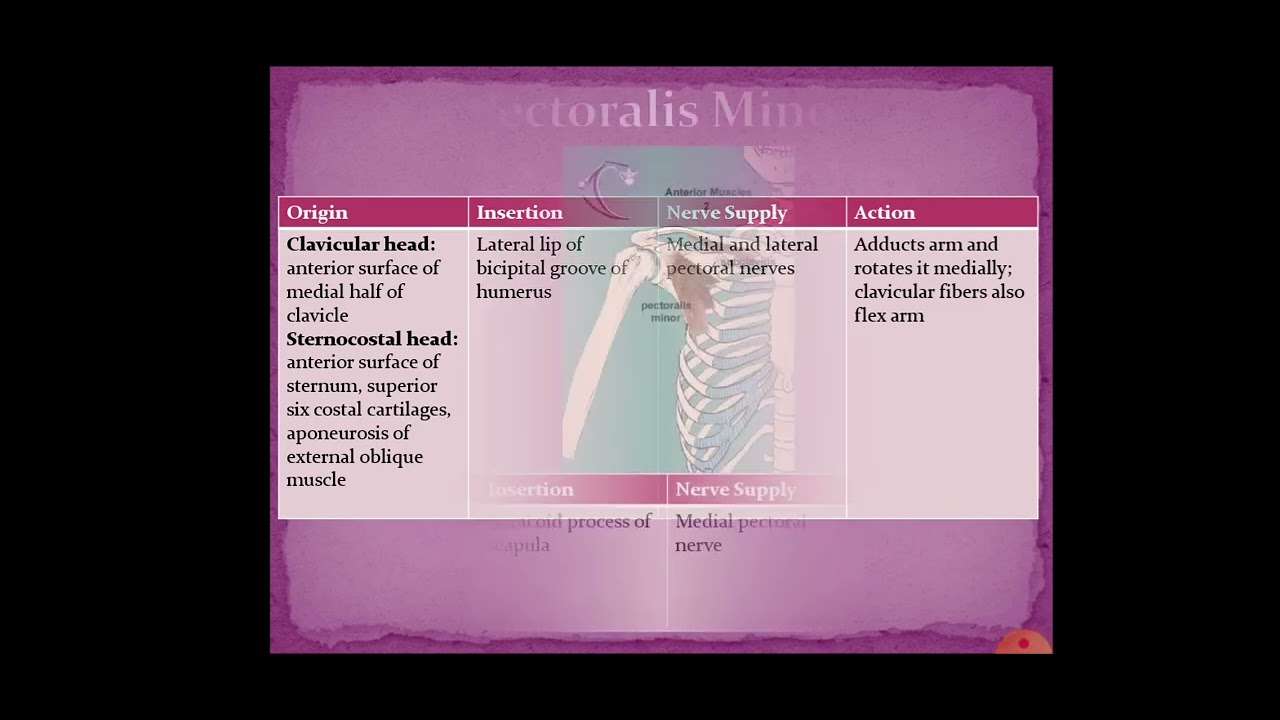 Pectoral & Shoulder Regions | Wegdan The Anatomist