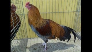 Cubalaya Blau-Zimtfarbig, Junggeflügelschau Hannover 2013