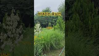 비내리는 호남선(노래 이미자)서울뮤직tv 김재식