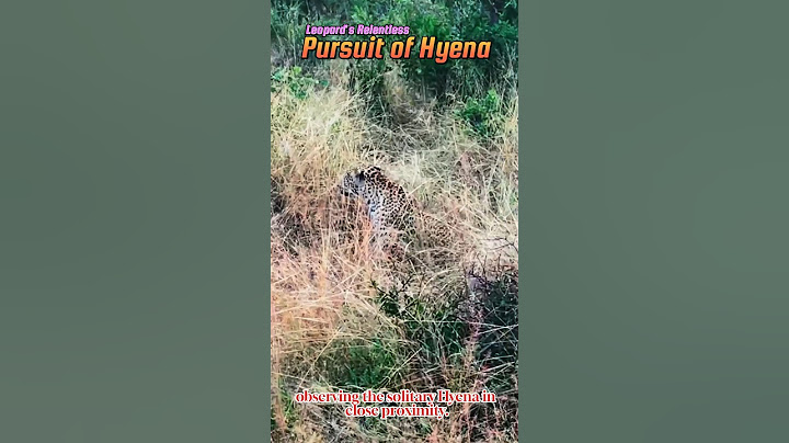 🐆Leopard patience for hunting a Hyena🐺 #youtube #leopard #hyena #amazingfacts #ytviral #ytshorts