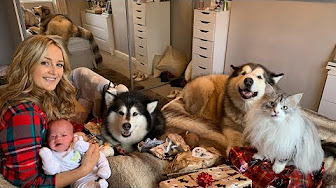 Life With Malamutes Youtube – Все видео life with malamutes.