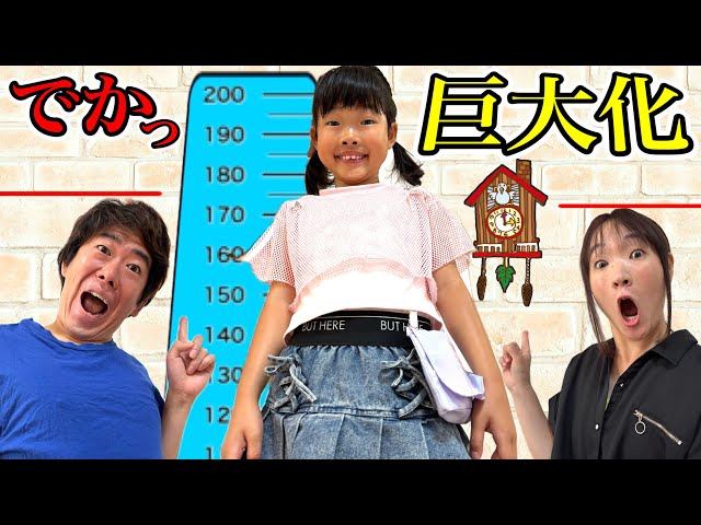 Koko-chan has become super giant⁉️ She's bigger than Mom and Dad