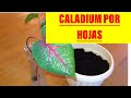 Reproduciendo caladium