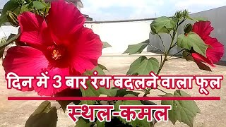 How to Grow & Care Cotton Rose / Confederate Rose Plant  I 3 रंग बदलने वाला फुल : स्थल-कमल