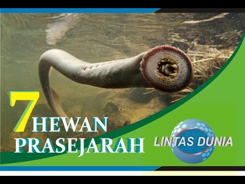 7 Hewan  Prasejarah yang  Masih  Hidup  Hingga Saat  Ini  