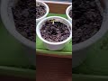 #SEEDLINGSSTARTED! #COMEONSPRING! #WENEEDSUN!