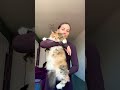 ЕСЛИ ТЫ ЗАГНЕШЬ 3 ПАЛЬЦА,ТО ТВОЙ ПАПА ЛУЧШИЙ #shorts #funnycats #8cats #familyhumor #funny #tiktok