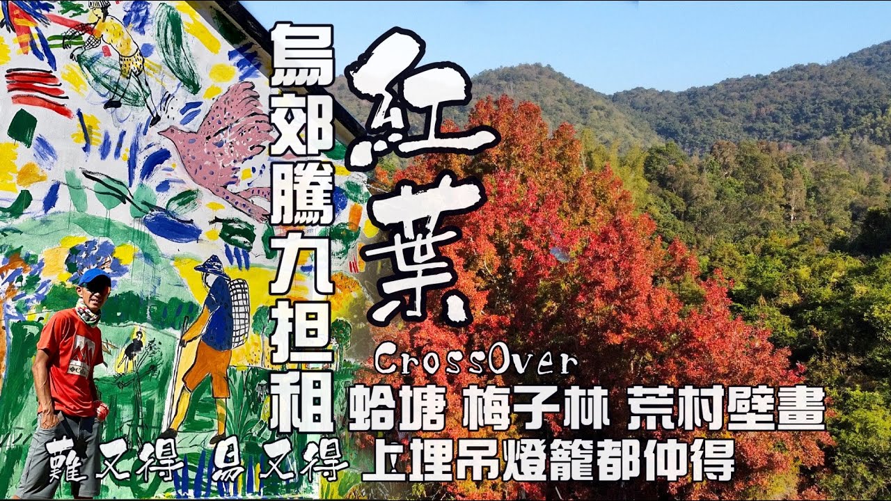 紅葉🍁+壁畫+山海景致[行山郊遊好去處]4K航拍｜烏蛟騰九担租紅葉風水樹｜垥塘隱世茶寮｜梅子林壁畫村｜遠望印州塘吊燈籠｜可難可易自己選擇｜由最簡單睇紅葉 到吊燈籠北脊落垥塘｜大埔新界北行山郊遊路線