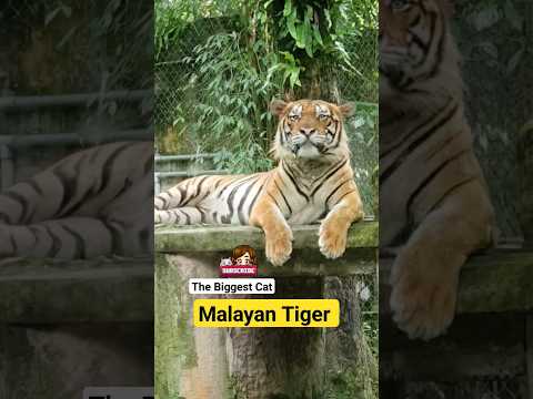 Video: Malajiečių tigras: aprašymas, nuotrauka