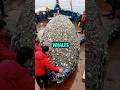 Whale Gets Rescued From Its Barnacles Animalrescue Whale Barnacles Seacreatures