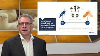 Why do strains matter? Why is it important to select the right Bacillus?