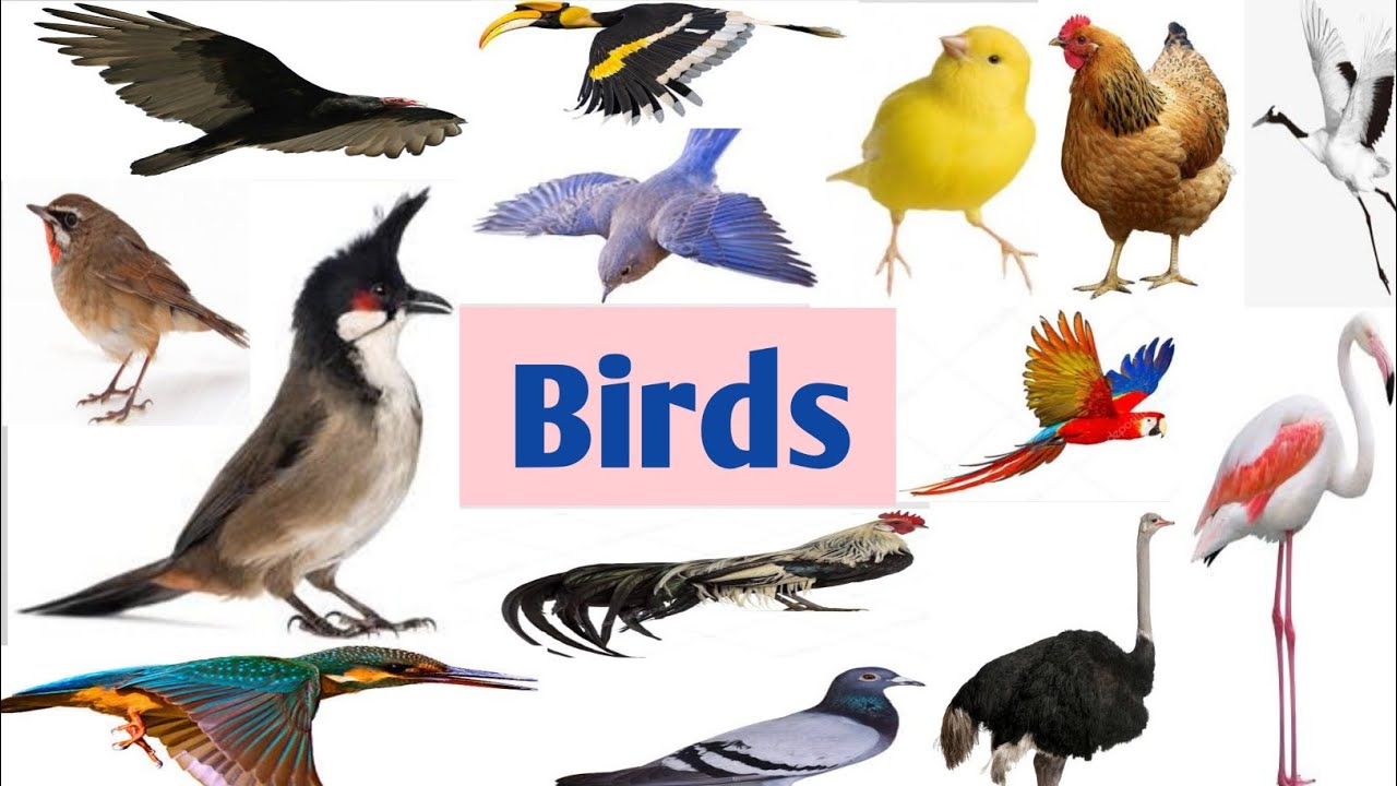 Birds | Bird names | All Birds name in English | List of Birds