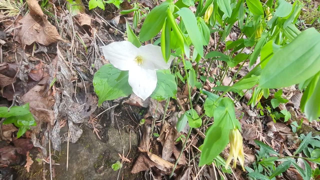 Snow Trillium and Large Flowered Bellwort