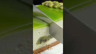 ASMR#kiwi cake cutting#viral video