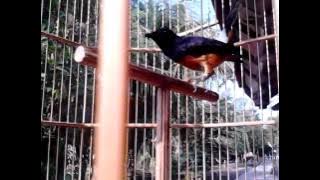 kicau murai batu jambi